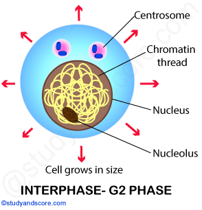 Interphase, G2 phase, Cell division, mitotic cell dicision, mitosis